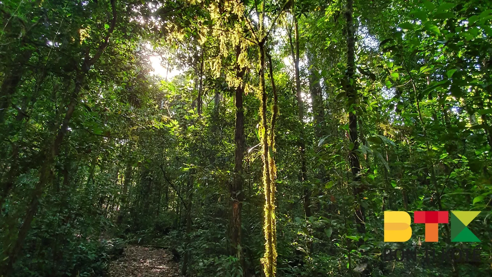 Découverte du Sentier de Gobaya Soula, Maripasoula — photo 4