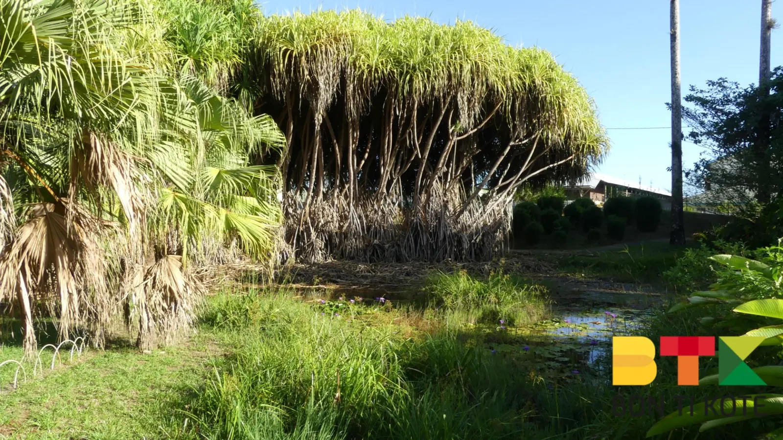 Le jardin botanique de Cayenne, Cayenne — photo 2