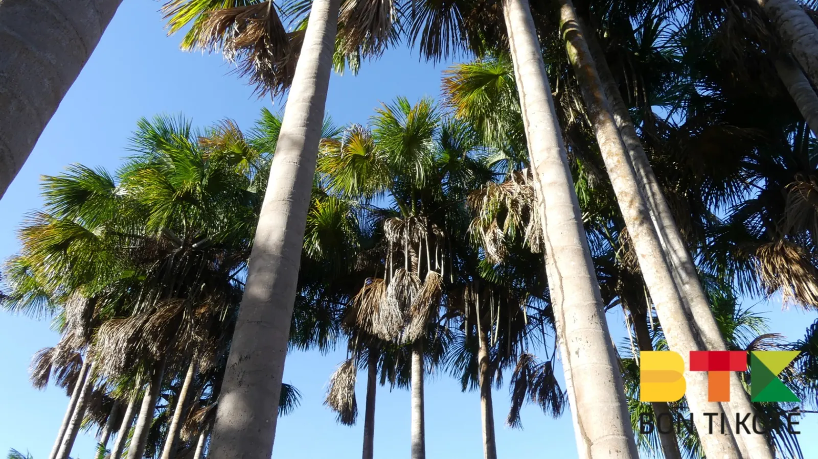 Le jardin botanique de Cayenne, Cayenne — photo 5