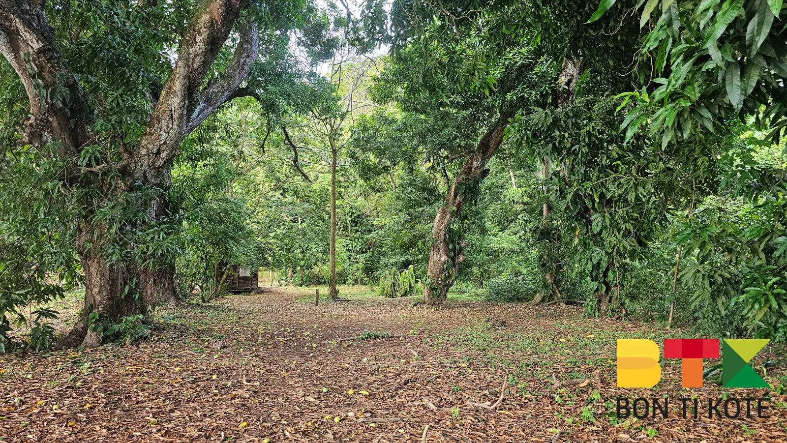 L’Îlet la Mère : entre faune et histoire, Cayenne — photo 3
