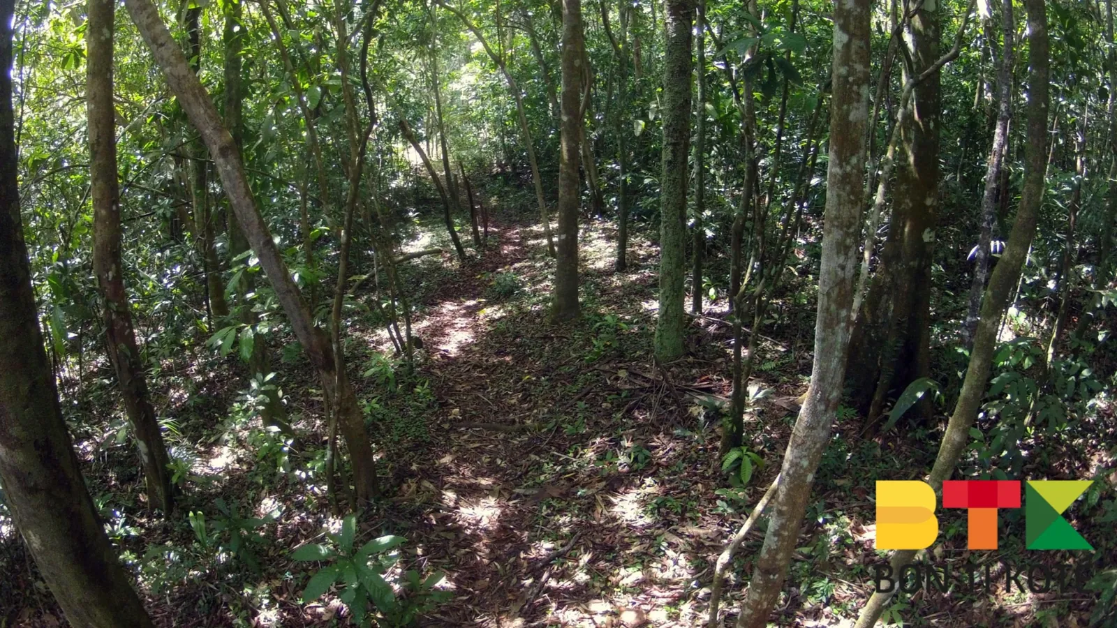 Le sentier balisé sous la canopée
