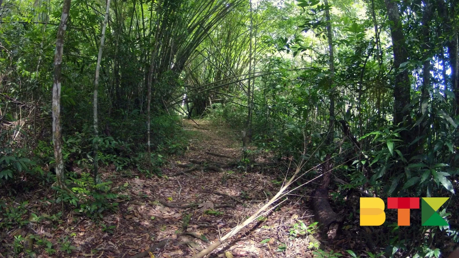 La canopée de la forêt primaire vue depuis le sentier