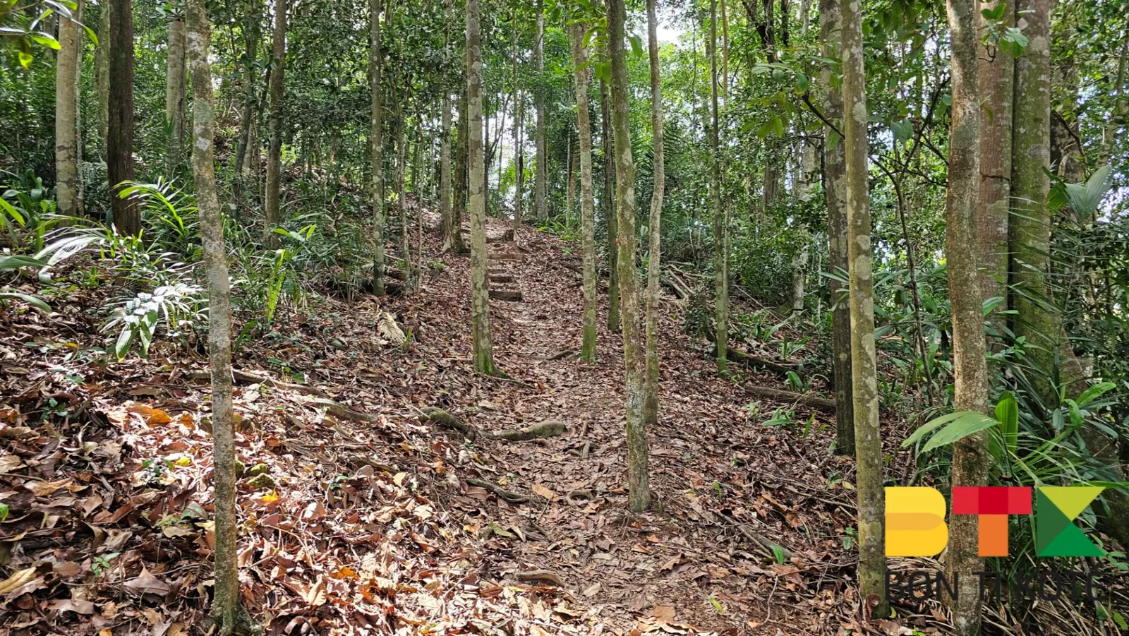 Randonnée au Sentier du Mont Bourda : Une Balade Nature à Cayenne, Cayenne — photo 3
