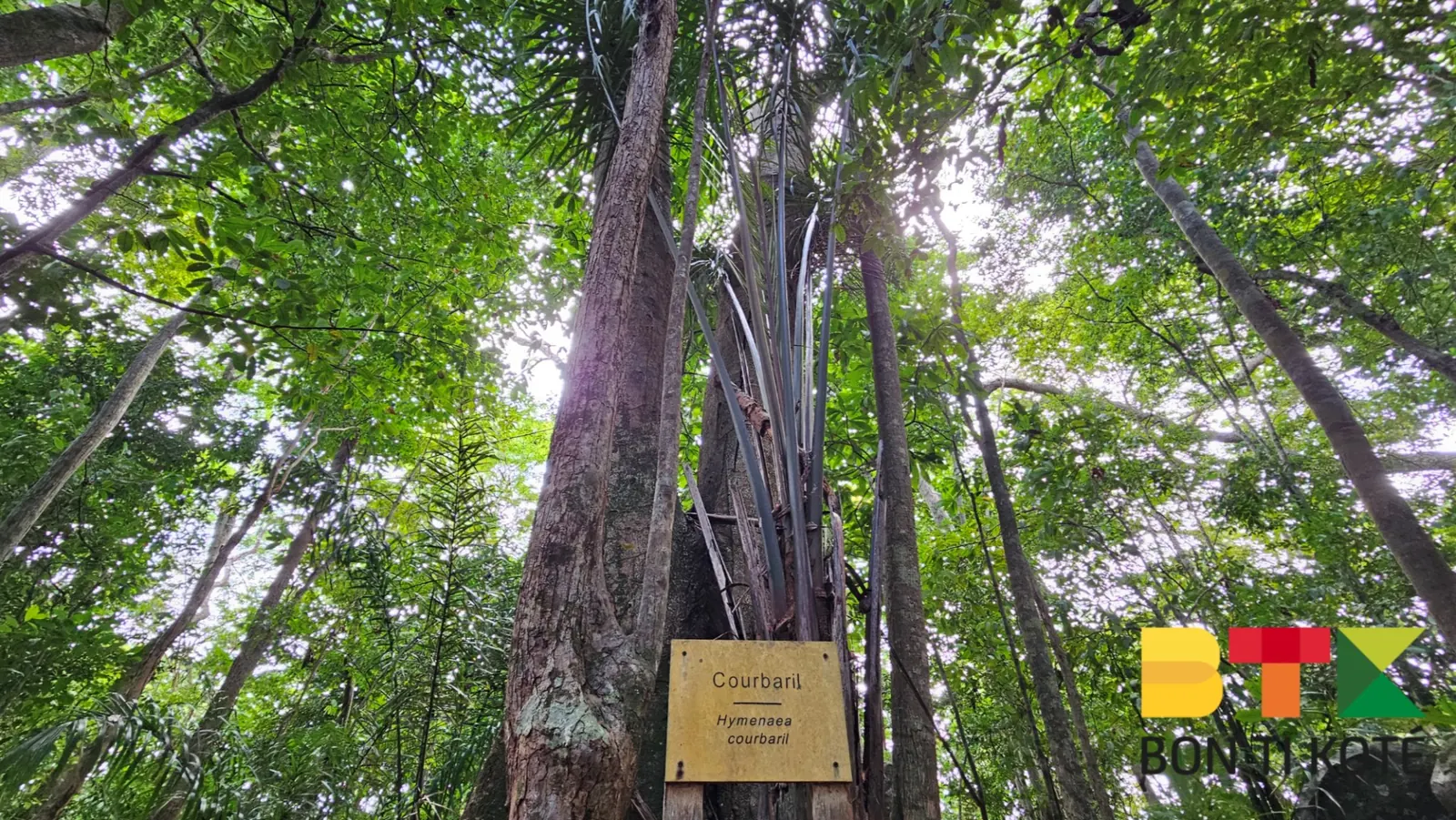 Randonnée au Sentier du Mont Bourda : Une Balade Nature à Cayenne, Cayenne — photo 4