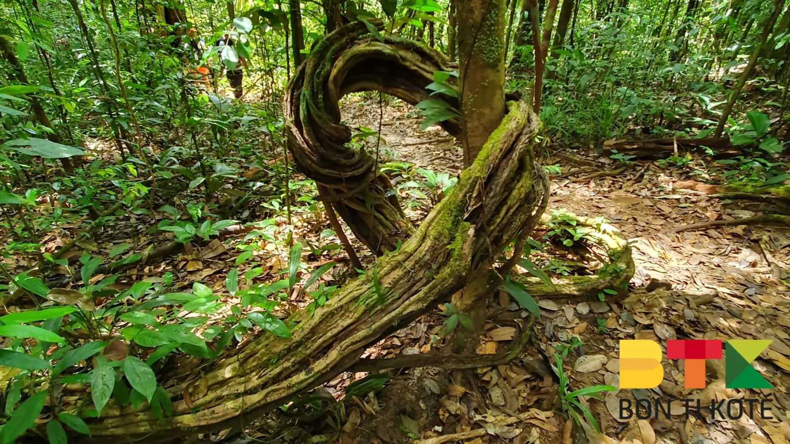 Savane Roche Virginie : une randonnée perchée au cœur de la jungle guyanaise, Régina — photo 2
