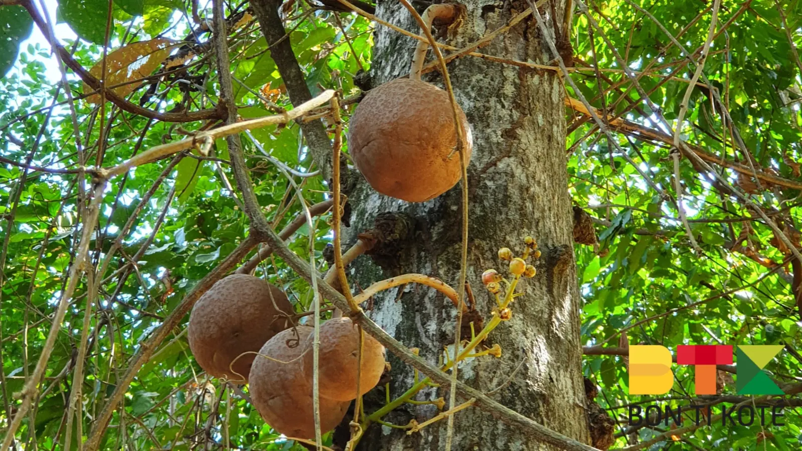 Sentier de la colline de Montabo, Cayenne — photo 4