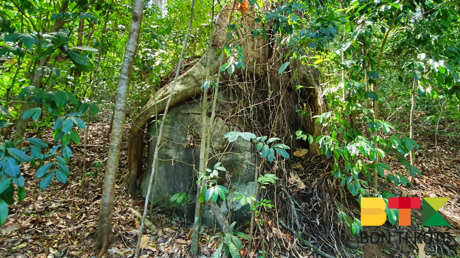 Sentier de la colline de Montabo, Cayenne — photo 5