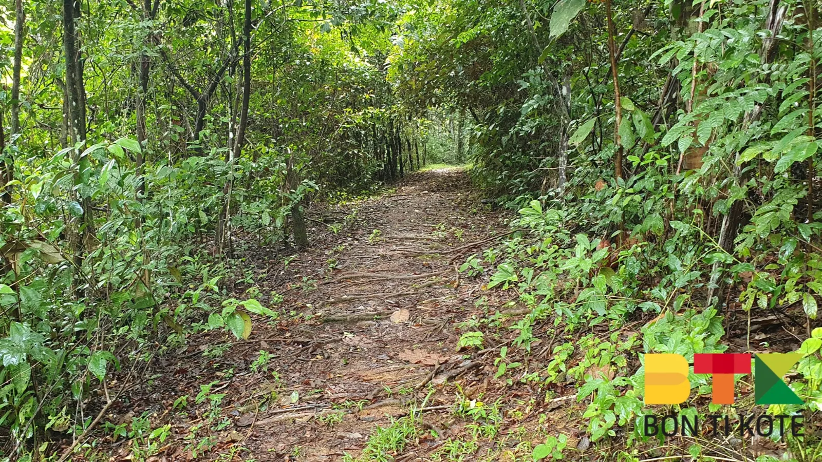 Sentier de la piste de Saint-Elie, Sinnamary — photo 4