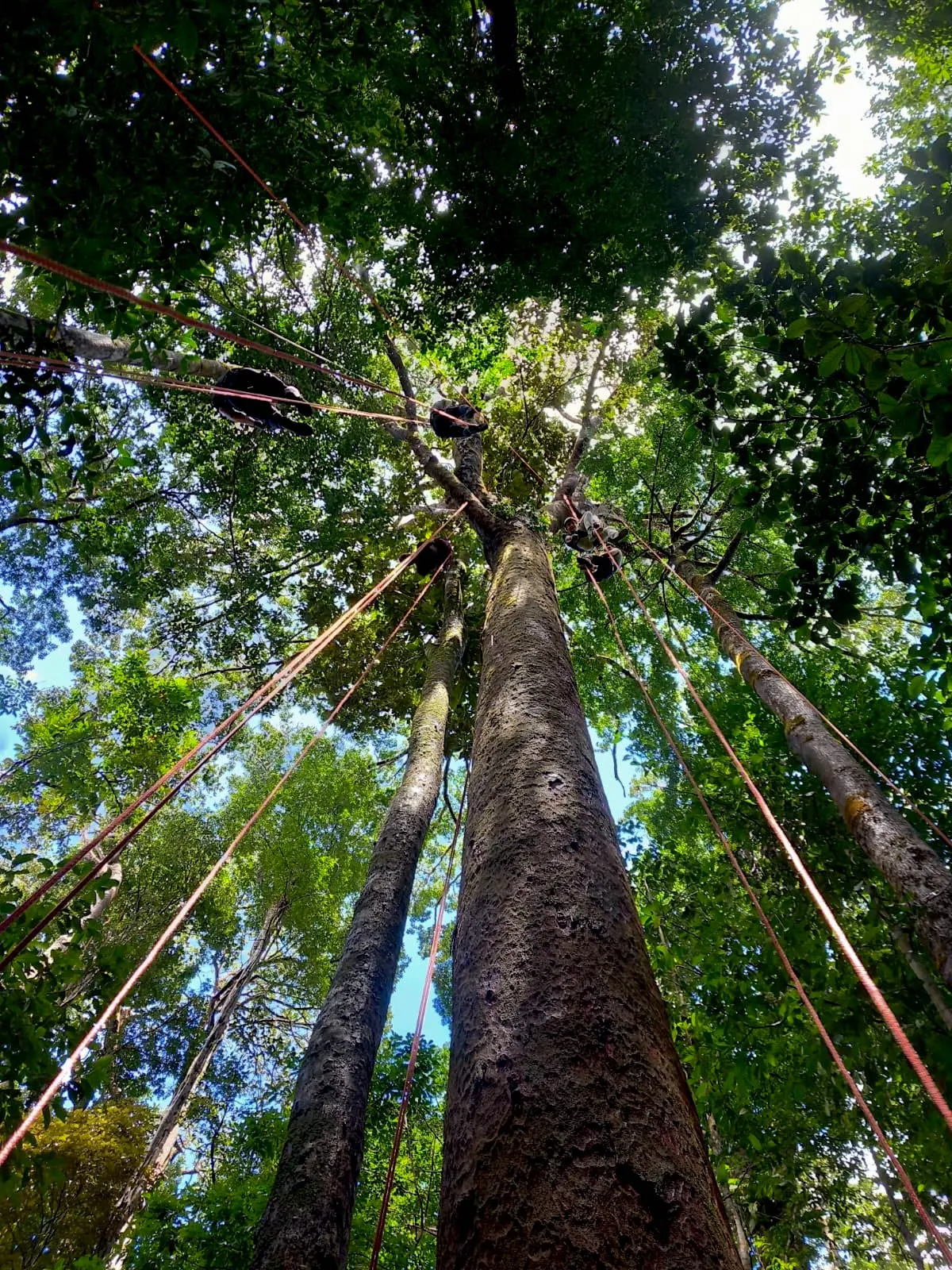 Initiation de Grimpe d'Arbre à Rekawnexion, Rekawnexion PK30 Route de kaw, Roura 97351, French Guiana — photo 2