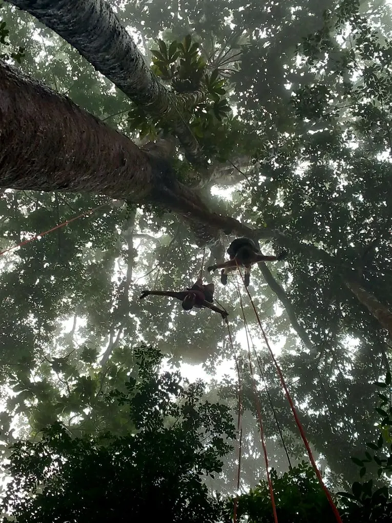 Initiation de Grimpe d'Arbre à Rekawnexion, Rekawnexion PK30 Route de kaw, Roura 97351, French Guiana — photo 3
