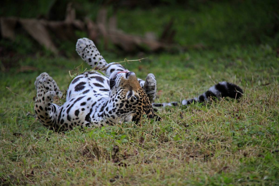 ZOO DE GUYANE A MACOURIA