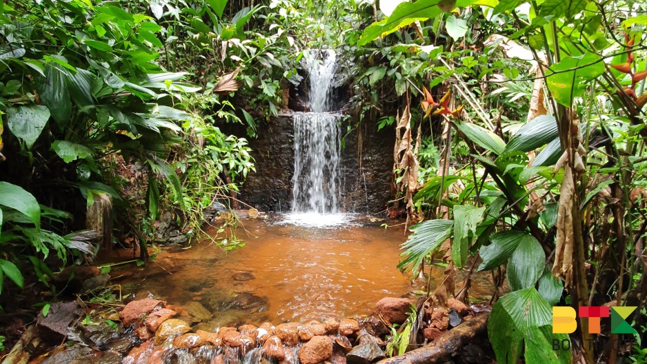 Sentier du Rorota à Rémire en Guyane